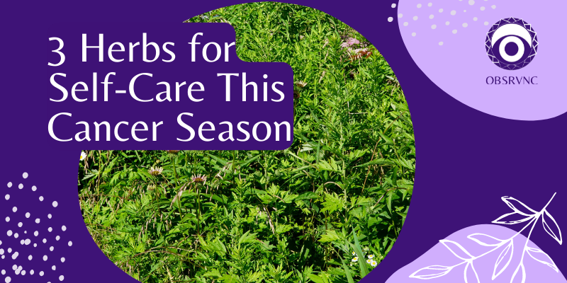 3 Herbs for Self-Care This Cancer Season