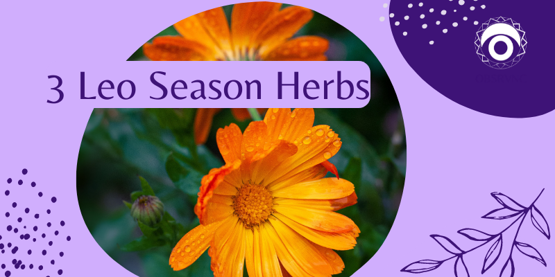 3 Herbs for Leo Season: Protection, Skincare & Heart Healing